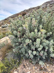 Protea pendula