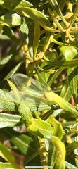 Chrysoperla