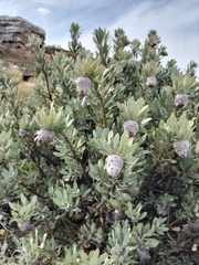Protea pendula