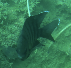 Abudefduf bengalensis