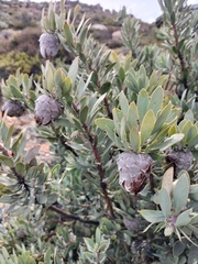Protea pendula