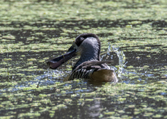 Malacorhynchus membranaceus