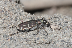 Cicindela hirticollis