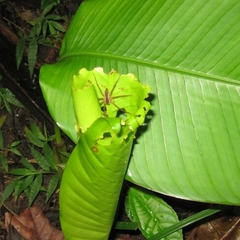 Cupiennius bimaculatus