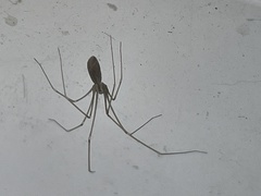 Pholcus opilionoides