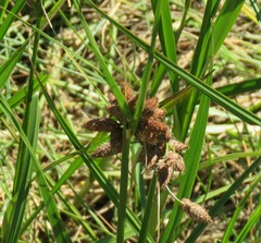 Bolboschoenus robustus