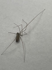 Pholcus opilionoides