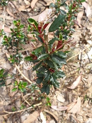 Olearia erubescens