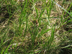 Bolboschoenus robustus