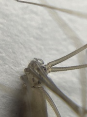 Pholcus opilionoides