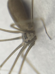 Pholcus opilionoides