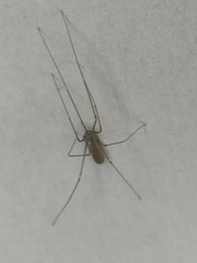 Pholcus opilionoides