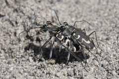 Cicindela hirticollis