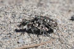 Cicindela hirticollis