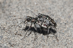 Cicindela hirticollis