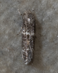 Mompha subbistrigella