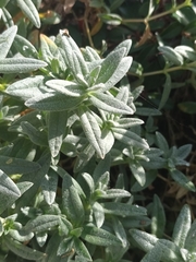 Cerastium tomentosum