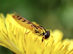 Sphaerophoria macrogaster