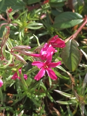 Phlox subulata