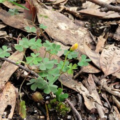 Oxalis perennans