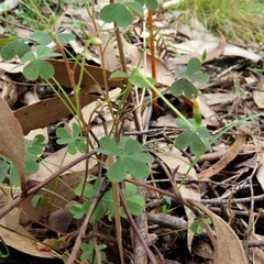 Oxalis perennans