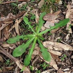 Hypochaeris glabra