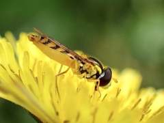 Sphaerophoria macrogaster
