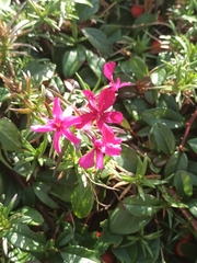 Phlox subulata