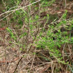 Cassinia sifton