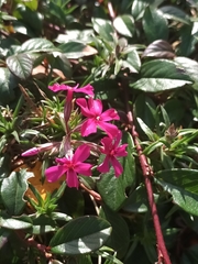 Phlox subulata