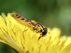Sphaerophoria macrogaster