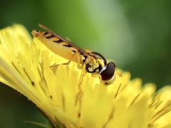 Sphaerophoria macrogaster