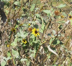 Helianthus argophyllus
