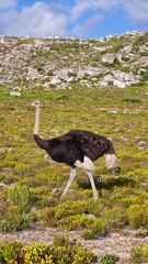 Struthio camelus australis