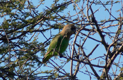 Poicephalus cryptoxanthus cryptoxanthus