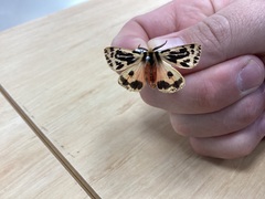 Ardices curvata