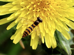 Sphaerophoria macrogaster
