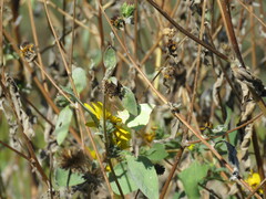 Helianthus argophyllus