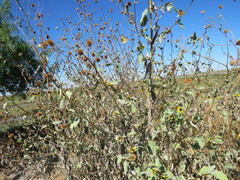 Helianthus argophyllus