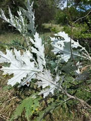 Berkheya bipinnatifida