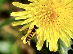 Sphaerophoria macrogaster