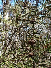 Hakea dactyloides