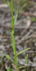 Wahlenbergia stricta