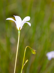 Wahlenbergia stricta
