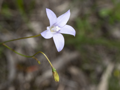 Wahlenbergia stricta