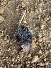 Peromyscus sonoriensis