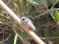 Megachile ecuadoria