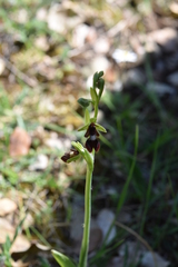 Ophrys insectifera
