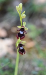 Ophrys insectifera