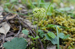 Hydrocotyle laxiflora